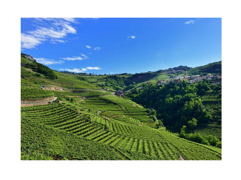 Pinot Nero del Trentino